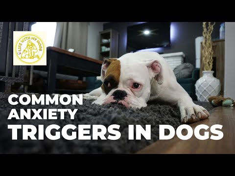 Understanding Canine Anxiety Triggers and Their Effects