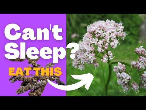 Valerian Root: A Natural Path to Sleep and Serenity