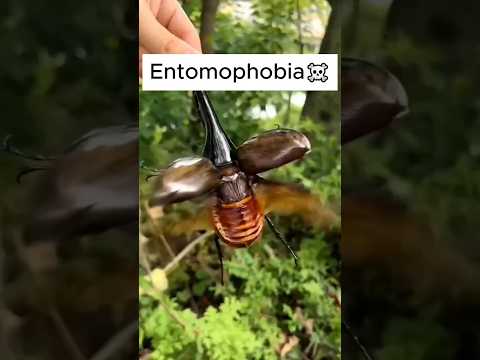 Confronting Entomophobia: A Psychological Perspective