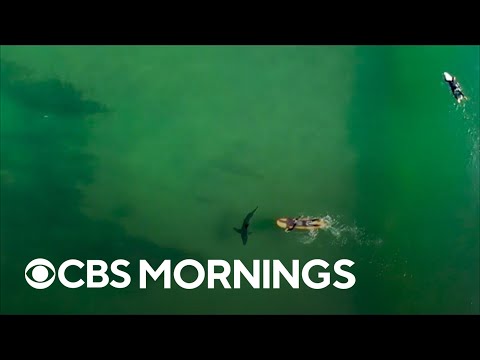 Addressing the Fear of Sharks in Psychological Perspective