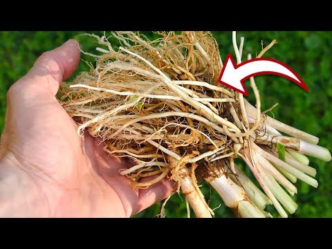 Herbal Solutions for Sleep: A Psychological Perspective