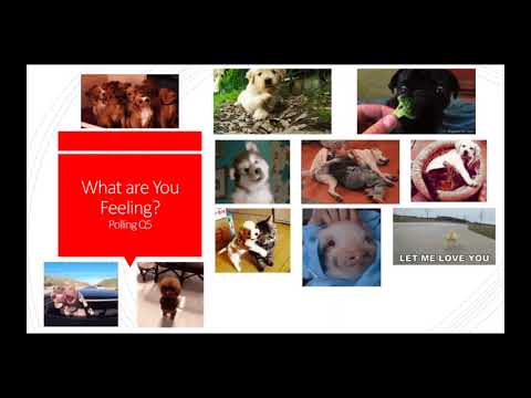 Emotional Support Animals and Their Role in Psychological Healing