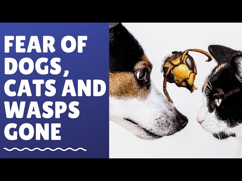 The Psychology Behind Wasp Phobia and Its Effects on Behavior