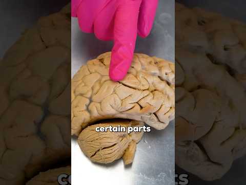 Stress Hormones and Their Role in Mental Well-Being