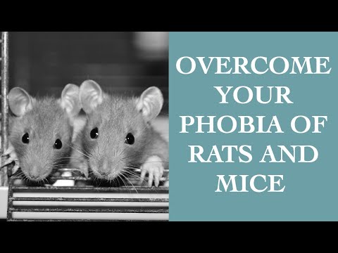 Rat Phobia: Psychological Roots and Solutions to Fear