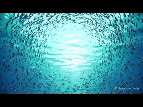 Soothing Melodies for Peaceful Sleep and Reduced Anxiety