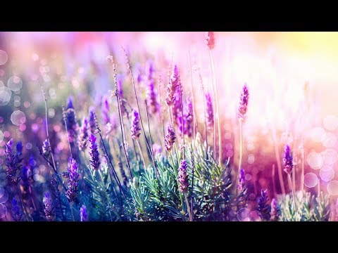 Calm the Mind: Meditation Music for Stress Relief and Peace