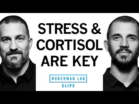 Cortisol's Role in Weight Loss: A Psychological Perspective